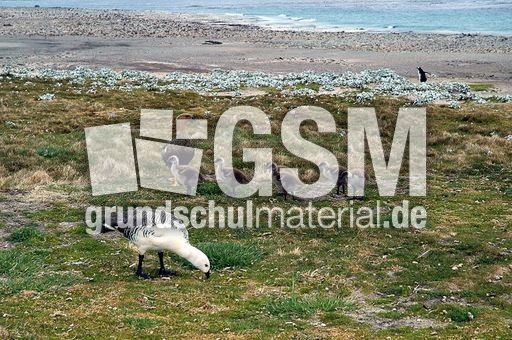 Magellangans (9 von 9).jpg